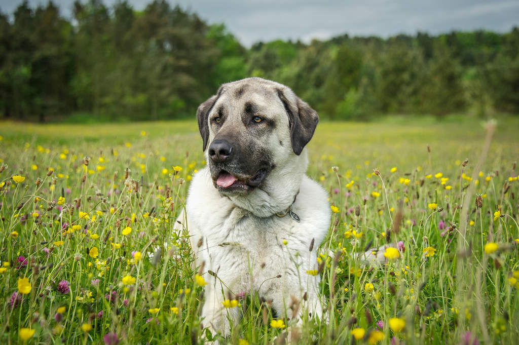 Anatolian sales shepherd dog