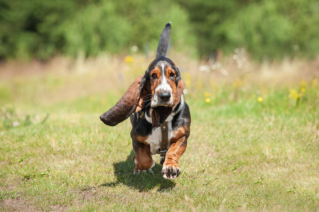 Basset Hound | Dogs | Breed Information | Omlet