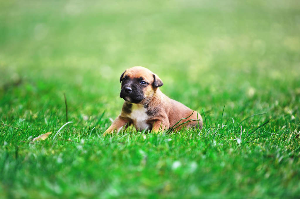 Belgian shepherd dog dogs store