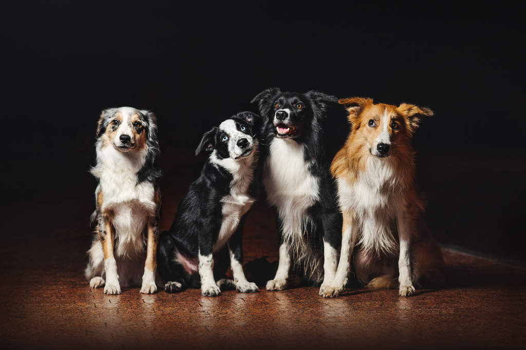 Border Collie Dogs Dog Breeds