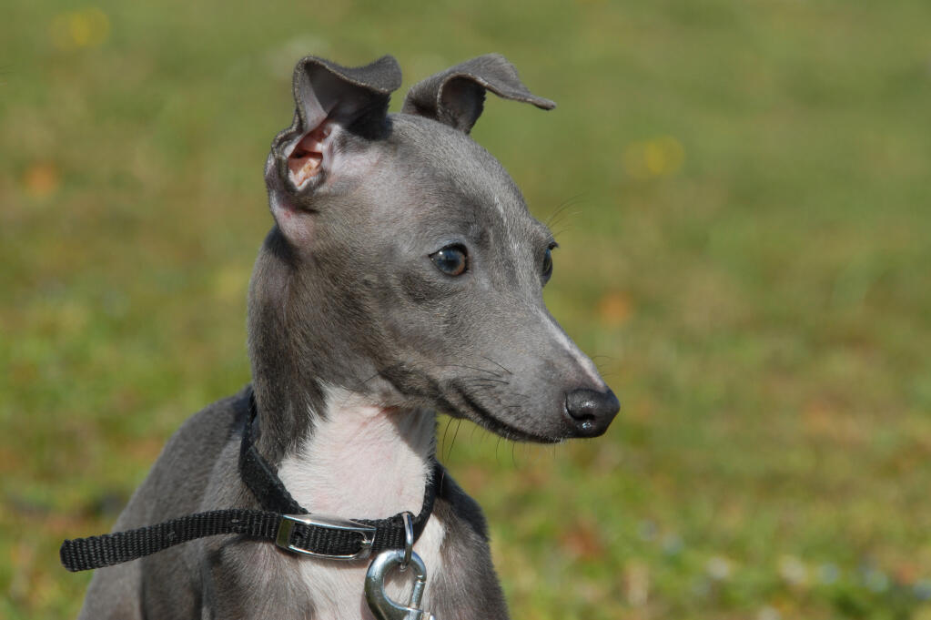 grey greyhound dog