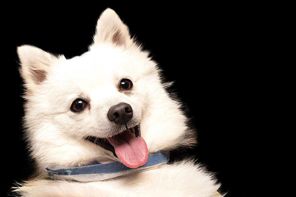 Japanese Spitz Dogs