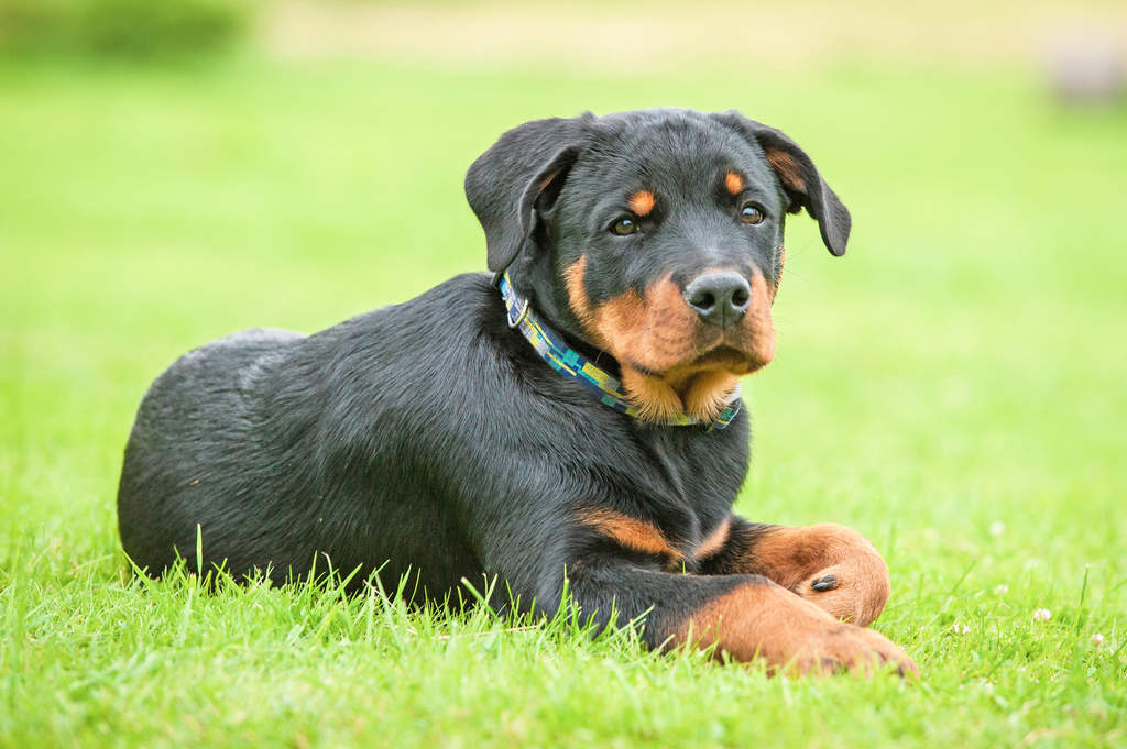 rottweiler info rottweiler dogs breed information omlet rottweiler info rottweiler dogs breed information omlet