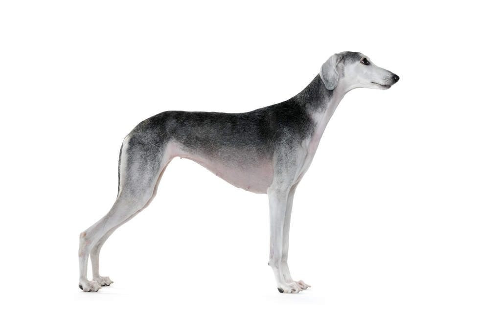 smooth coated saluki