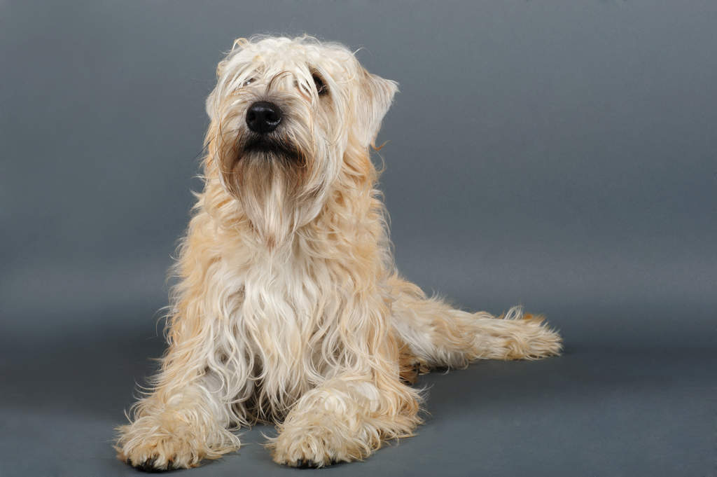soft coat yorkie soft coated wheaten terrier dogs breed information omlet soft coat yorkie soft coated wheaten terrier dogs breed information omlet