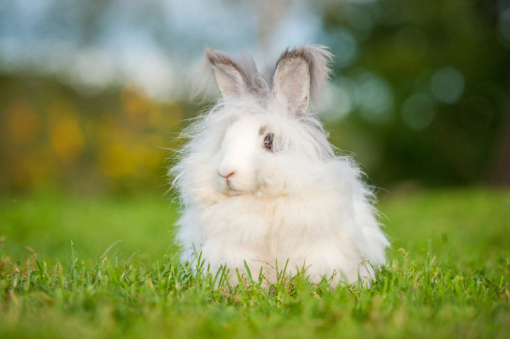 Angora Rabbits Angora For Sale Rabbit Breeds