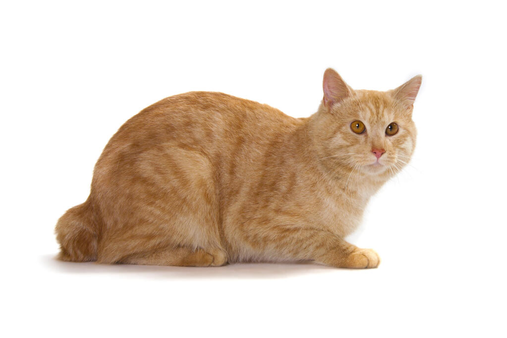 orange bobtail cat