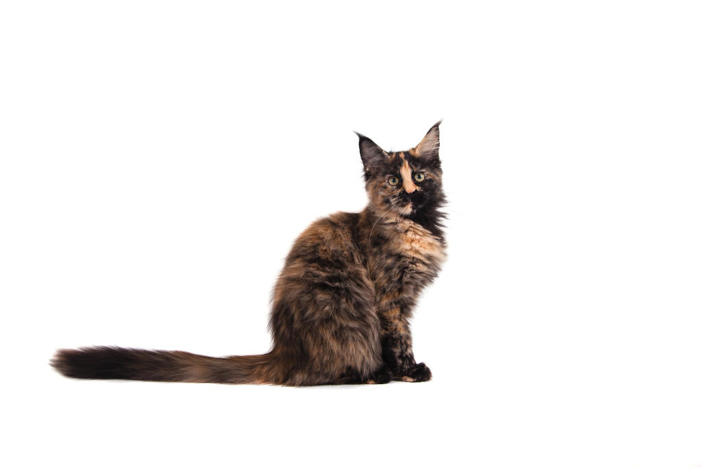 Maine Coon Cats Cat Breeds