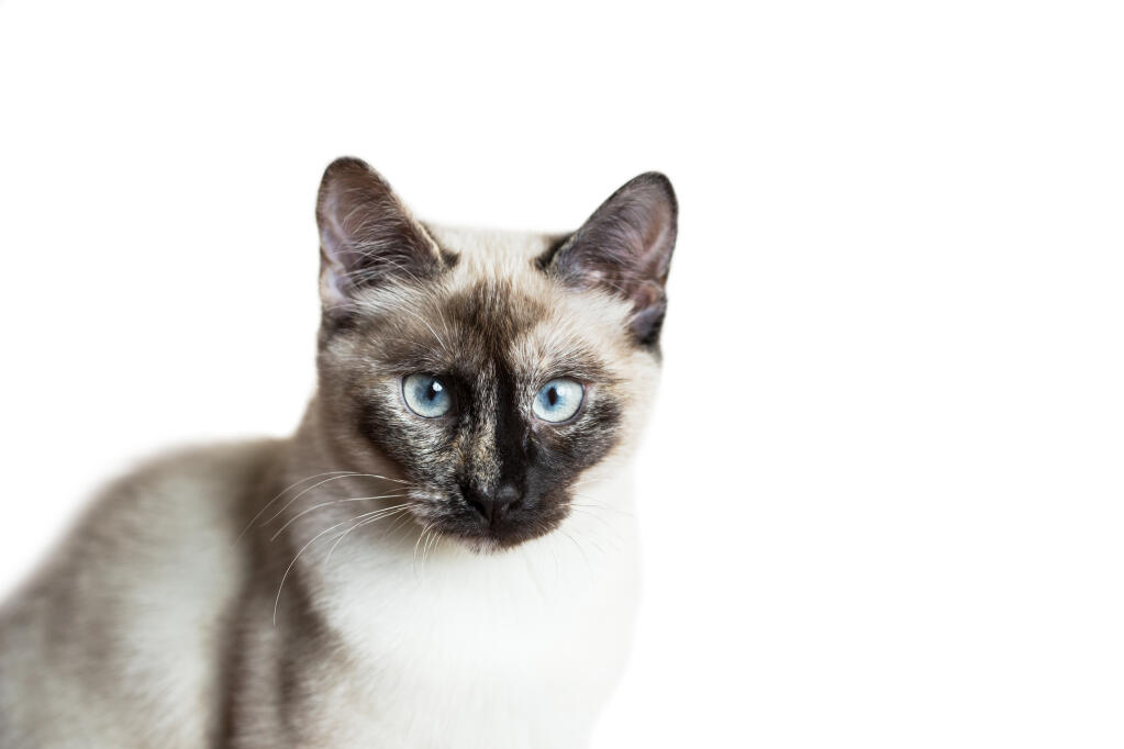 Caramel Cats Breed Official Caramel Cats Breed Official
