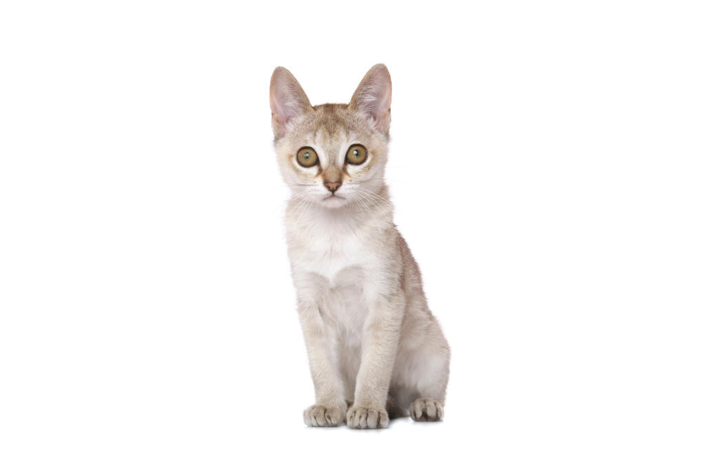 Singapura Cats Breed Information Omlet
