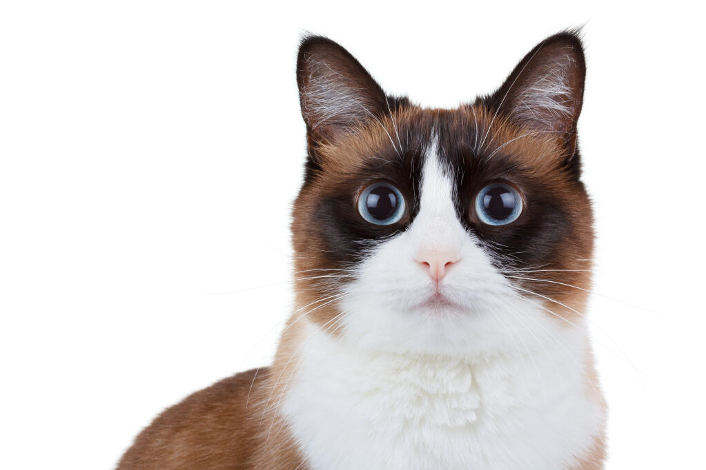 Snowshoe Cats Breed Information Omlet