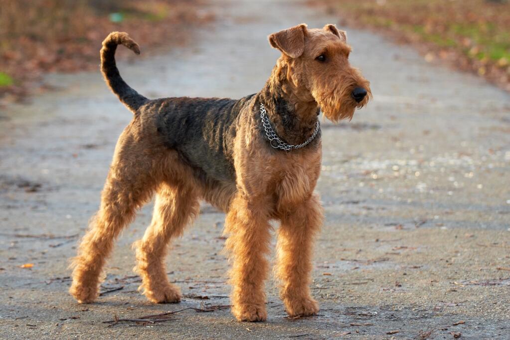 airedale hound