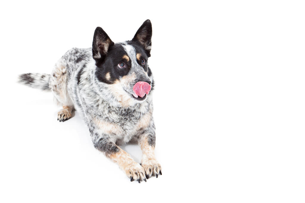 cattle dog coat