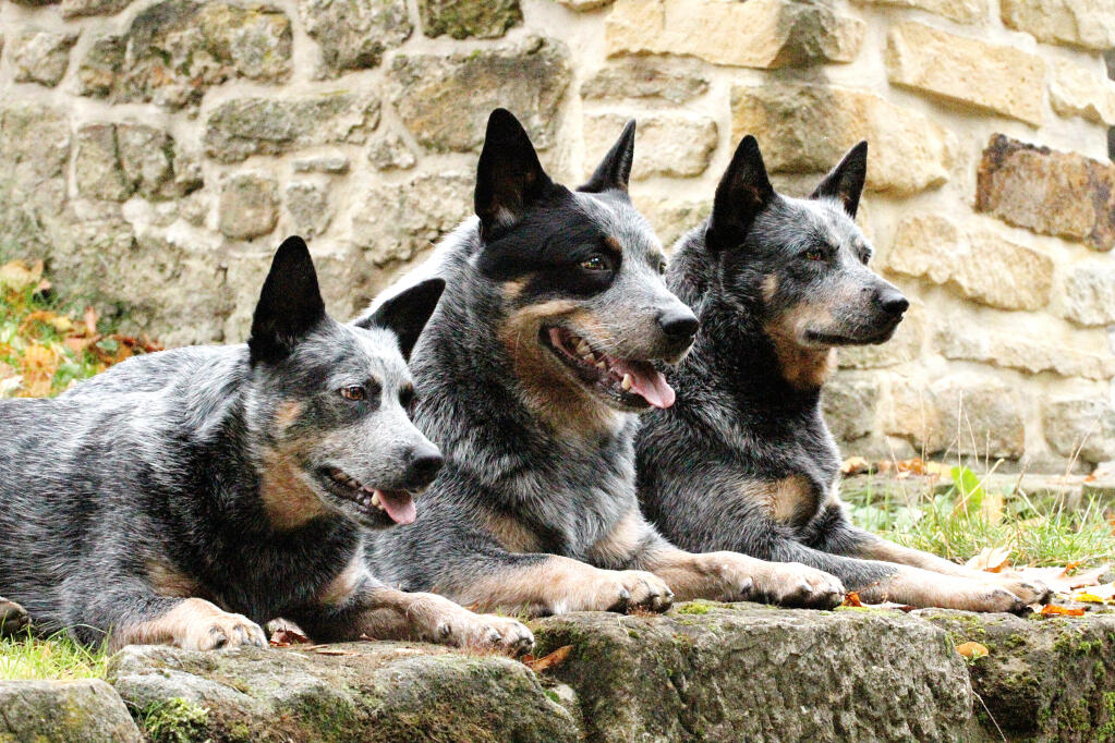 Dog-Australian_Cattle_Dog-Three_Australian_Cattle_Dogs_lying_neatly_next_to_each_other.jpg