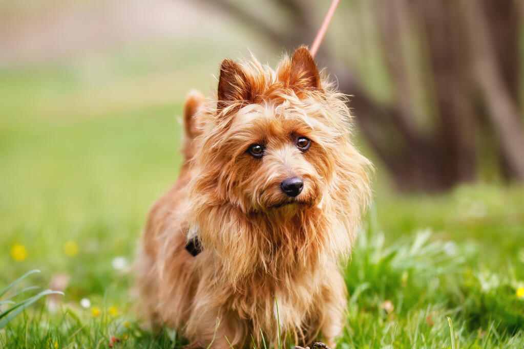 Australian Terrier | Dogs | Breed Information | Omlet