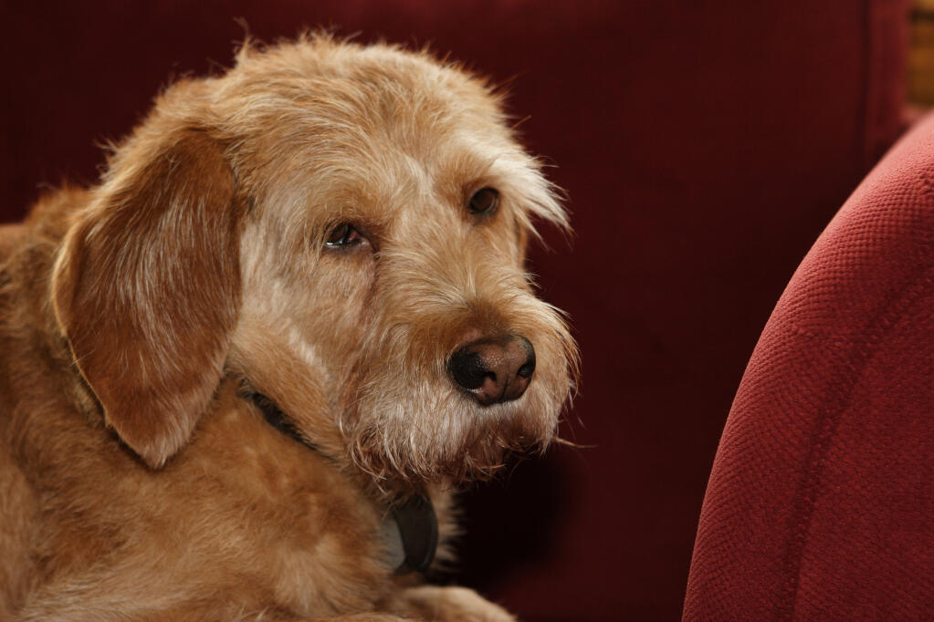 Basset Fauve De Bretagne Dogs Dog Breeds