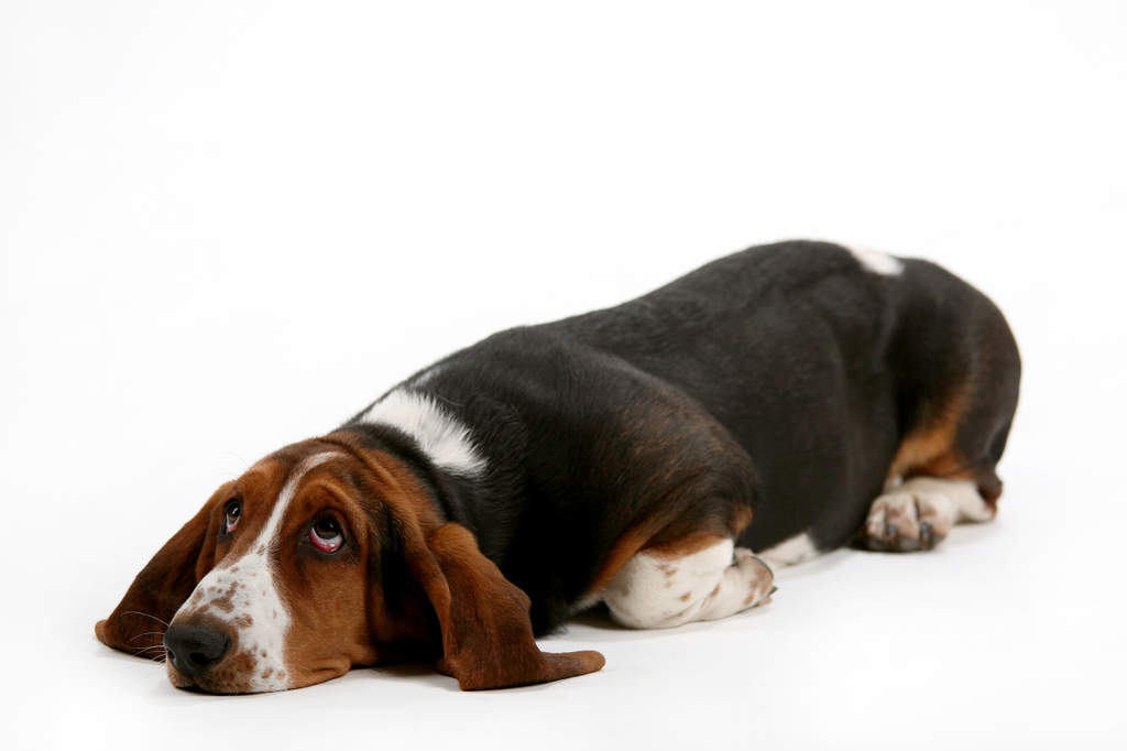 Basset Hound Dogs Breed Information Omlet