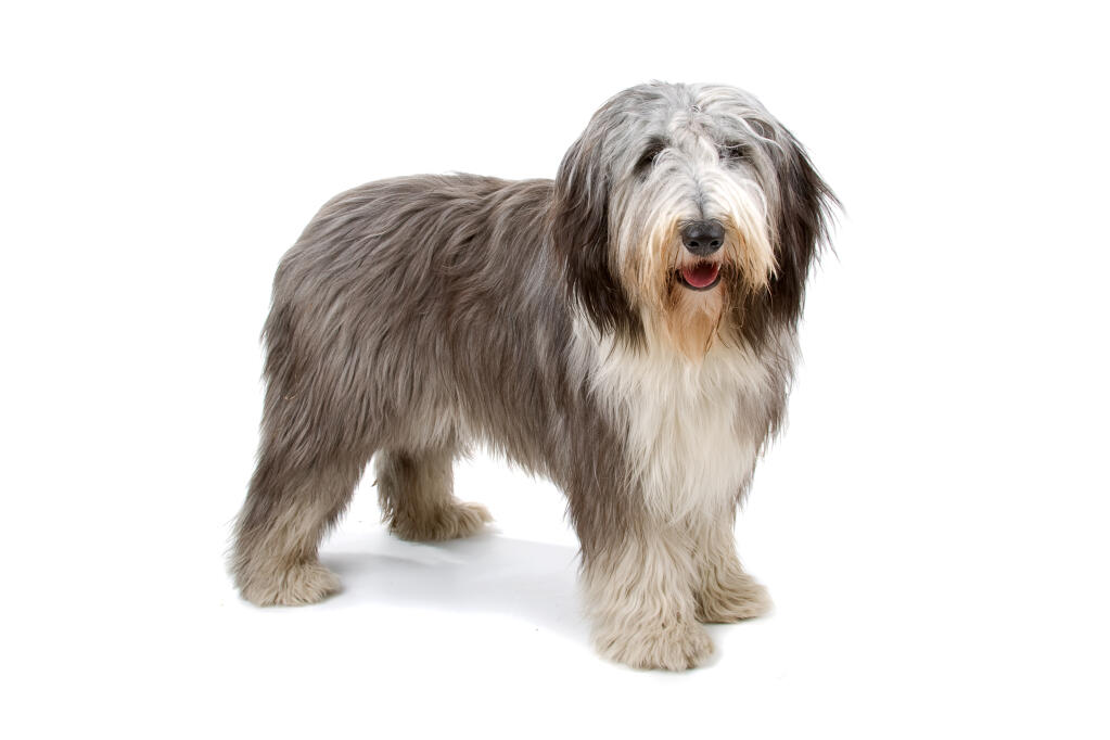 Bearded Collie Dogs Breed Information Omlet