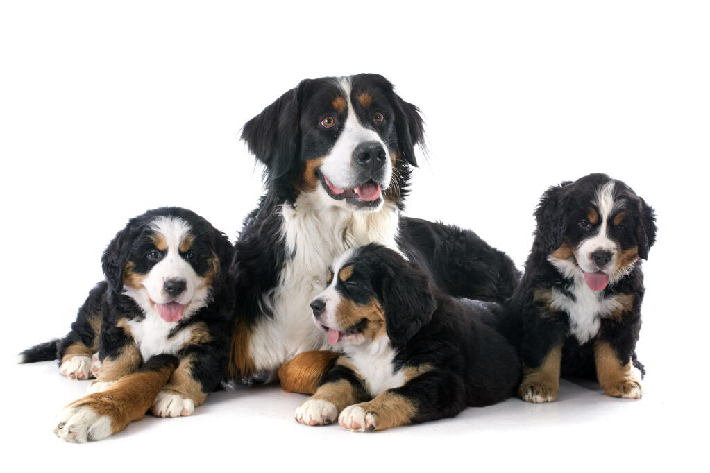 Bernese Mountain Dog Dogs Breed Information Omlet