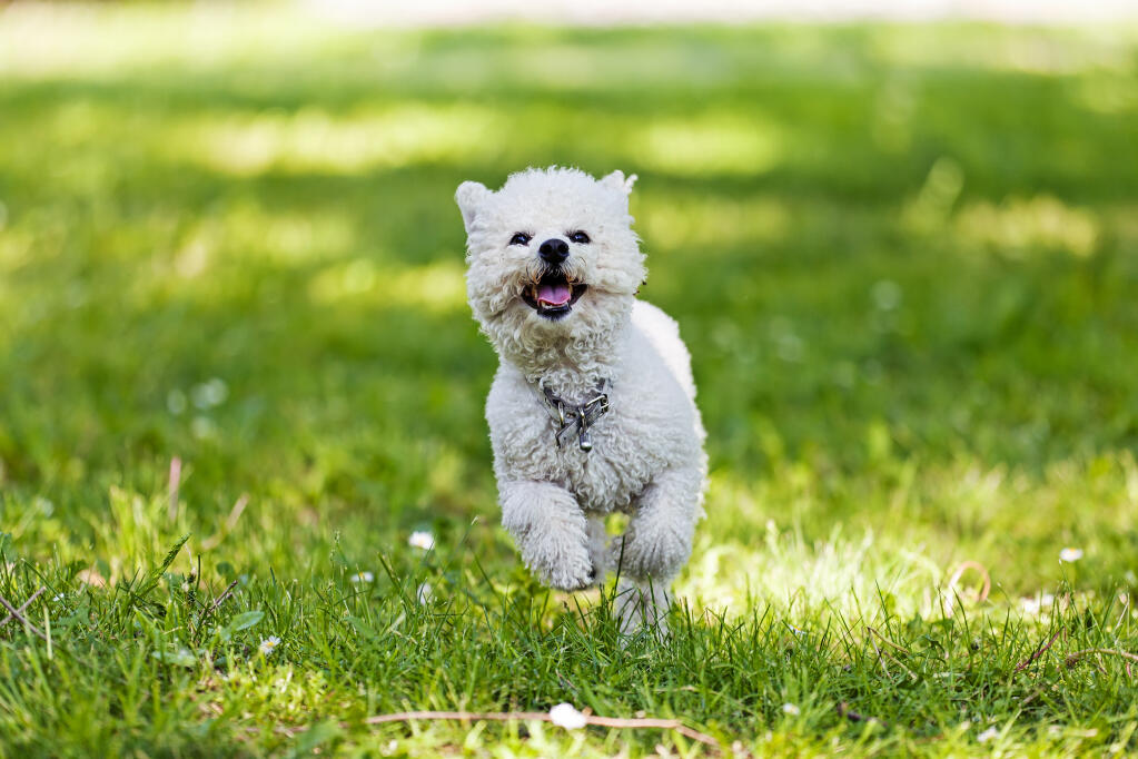 Bichon frise running outlet