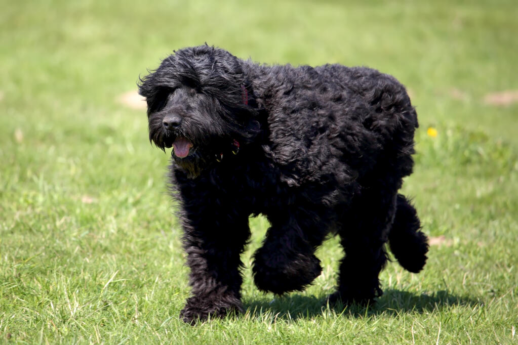 Black Russian terrier Dogs