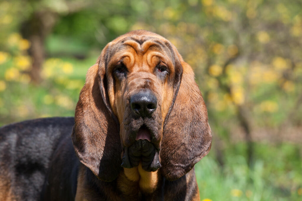 Bloodhound Dogs