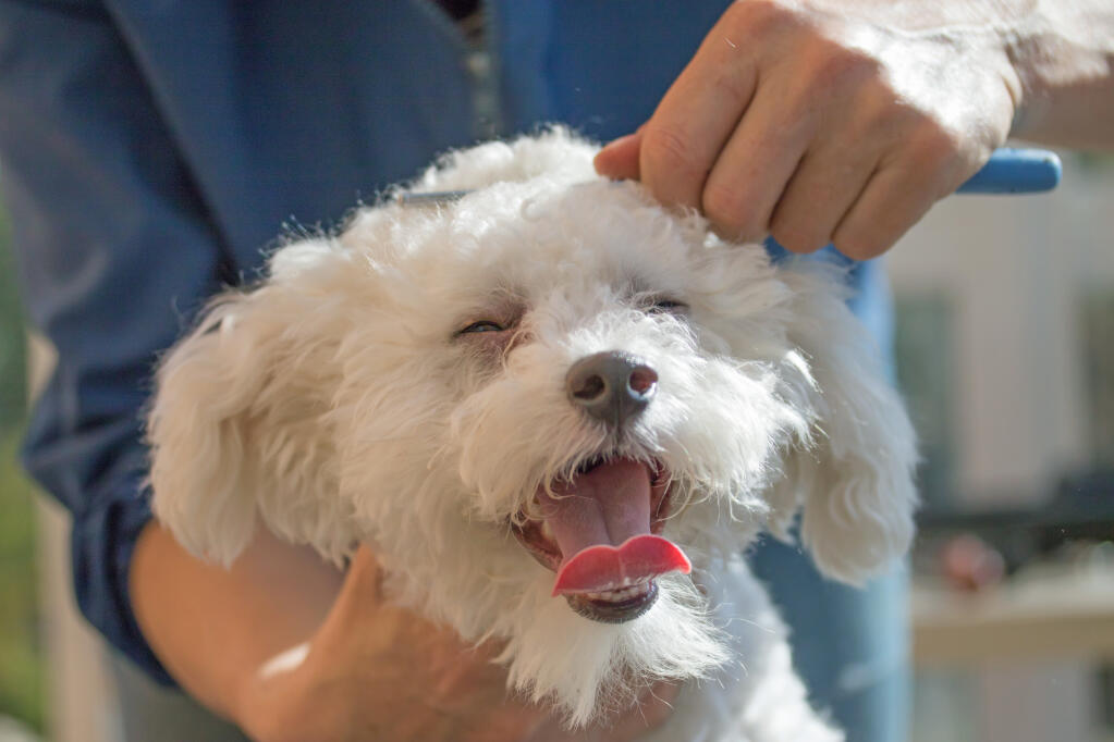 Bolognese dog hot sale health problems
