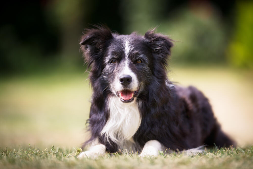 Border Collie Dogs