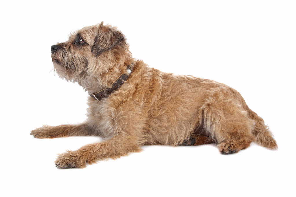 wire haired border terrier