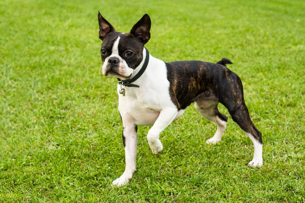 Best Small Dog Food Uk Best Small Dog Food Uk