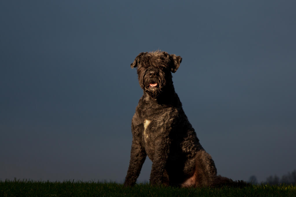 Bouvier cheap to flanders