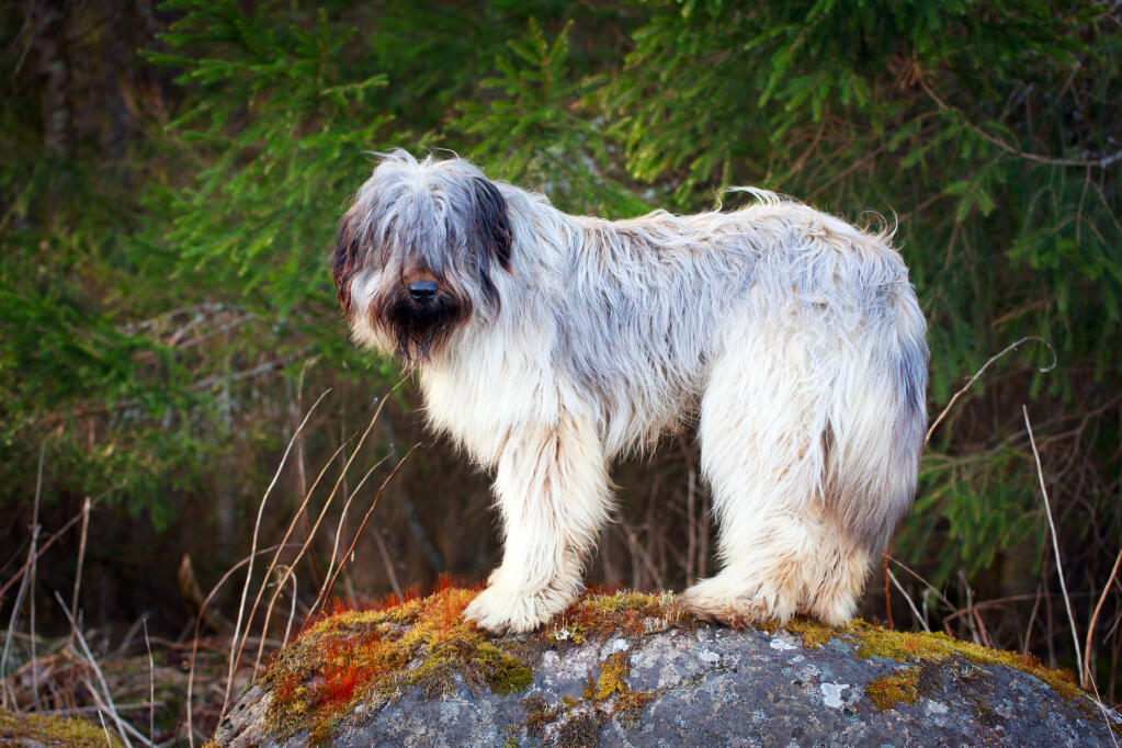 Briard Dogs Breed Information Omlet
