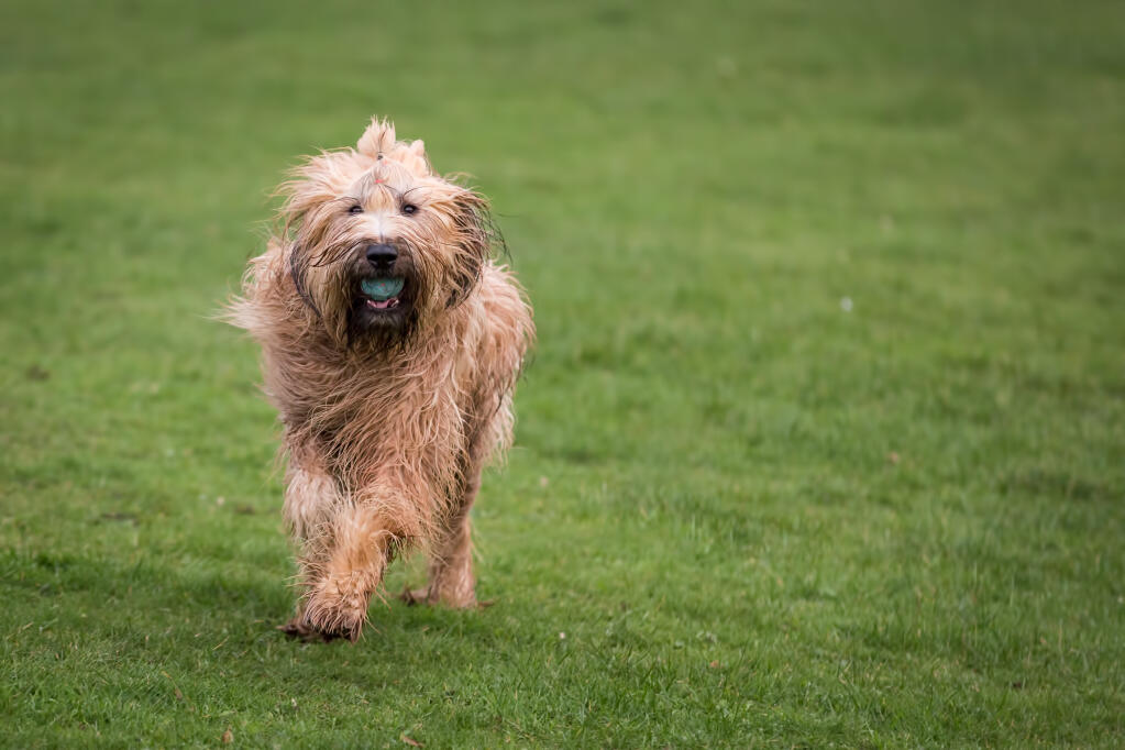 Briard | Dogs | Breed Information | Omlet