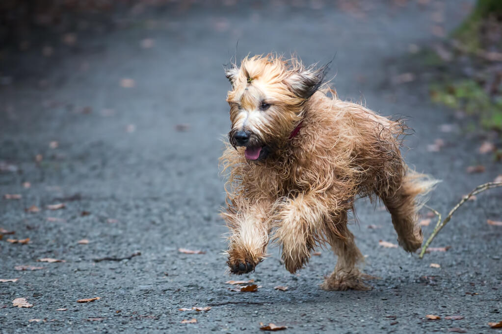 Briard terrier shop