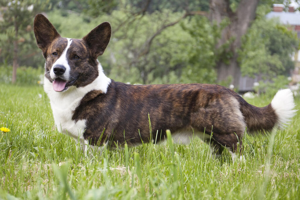 Cardigan Welsh Corgi Dogs cardigan-welsh-corgi-dogs