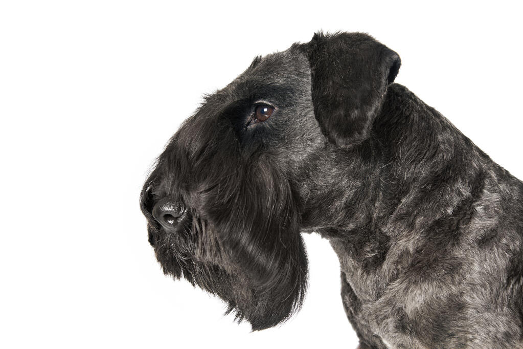 Cesky Terrier Dogs Breed Information Omlet