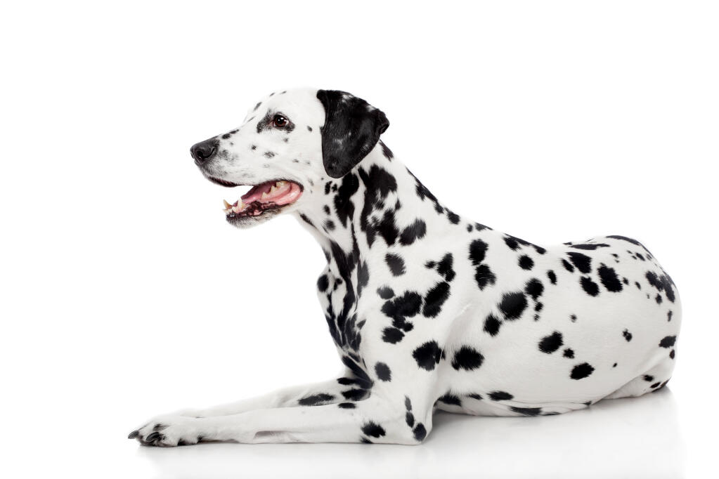 Dalmatian Dogs Breed Information Omlet