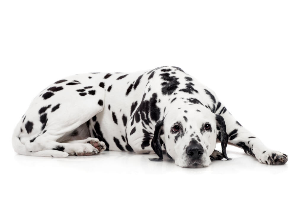Dalmatian Dogs Breed Information Omlet