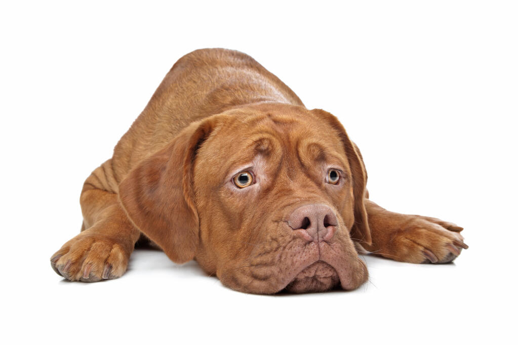 Dogue de bordeaux 2024 cross boxer puppies