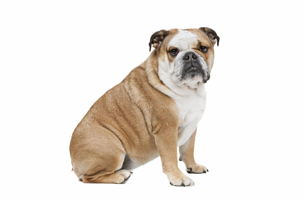 English Bulldog | Dogs | Breed Information | Omlet