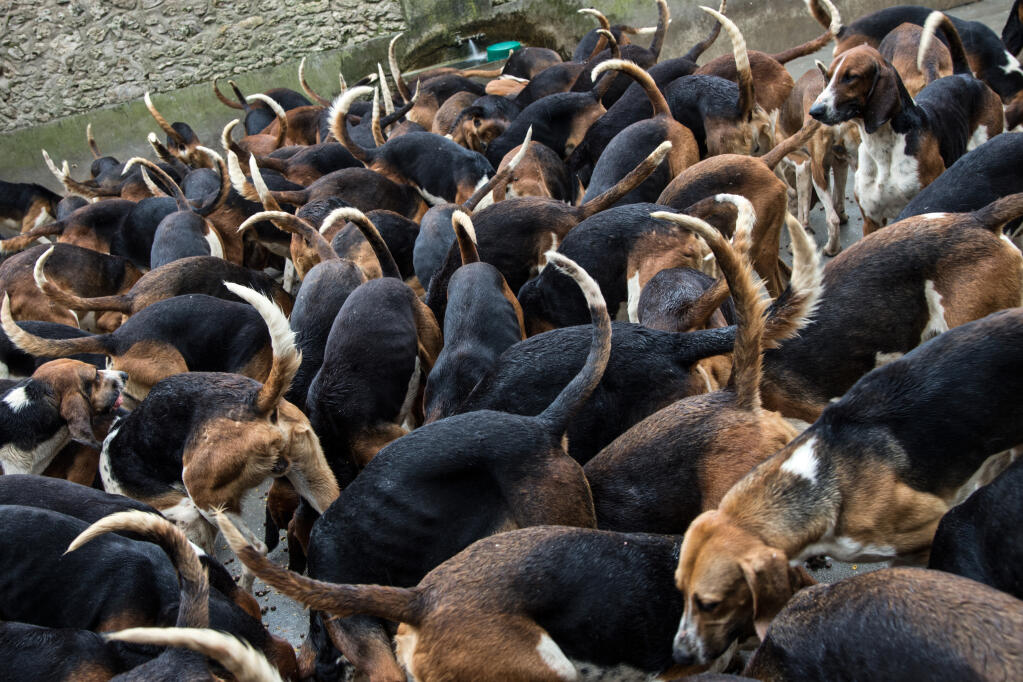 can english foxhounds be guard dogs