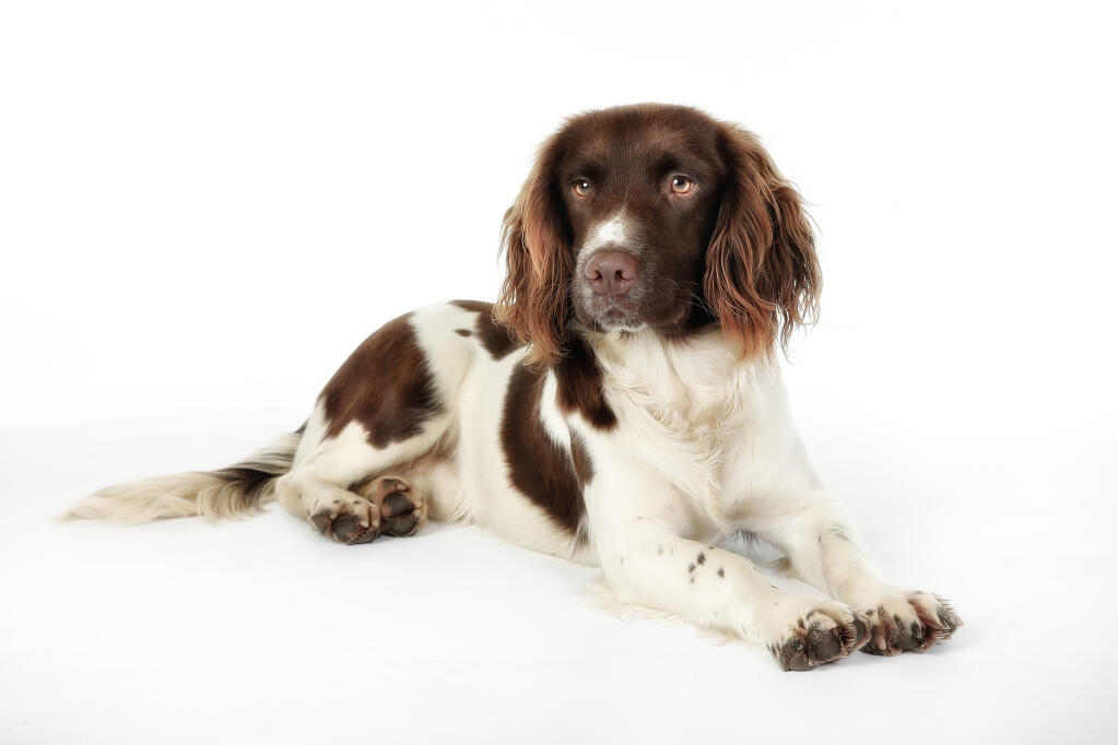 Springer Spaniel English Dogs Breed Information Omlet