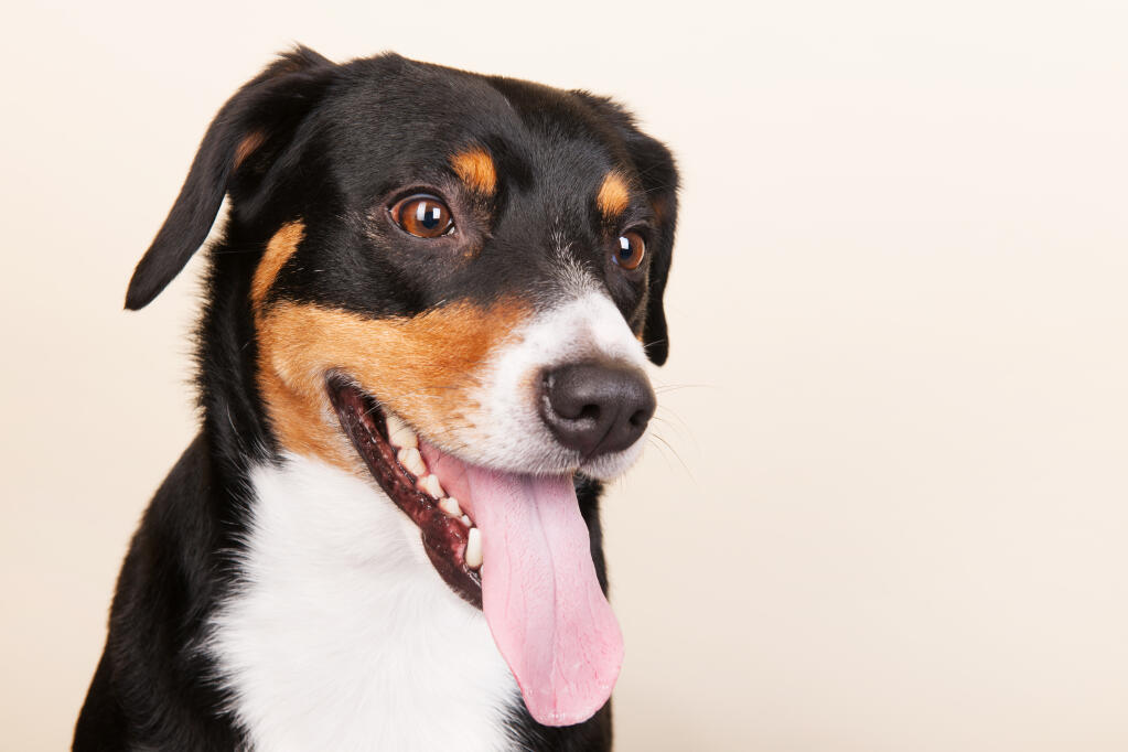 Entlebucher mountain clearance