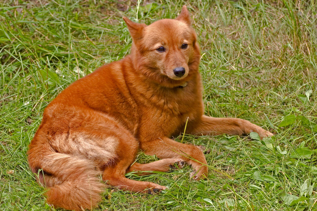 Spitz dog discount