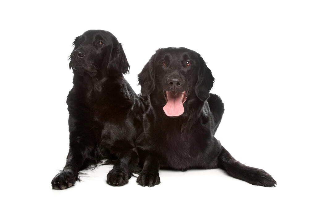 Flat Coated Retriever Dogs Dog Breeds