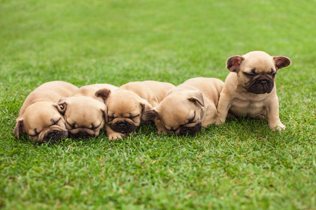 French Bulldog Dogs Dog Breeds