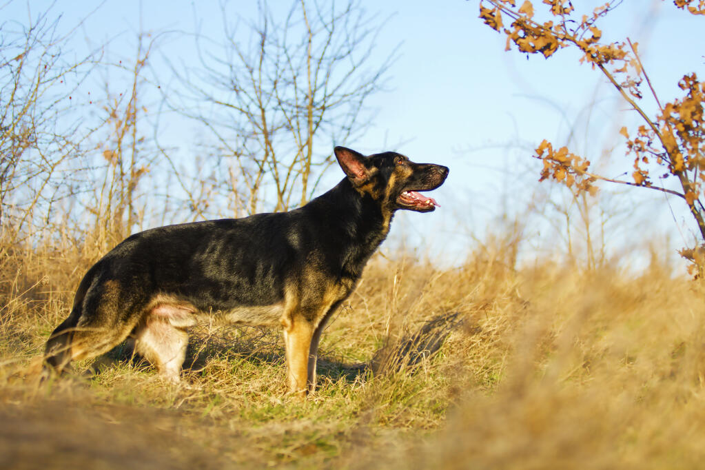 German Shepherd Dog Dog Breeds