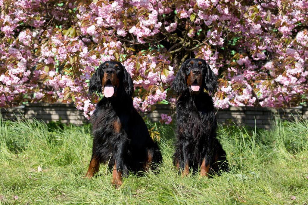 Gordon Setter Dogs Dog Breeds