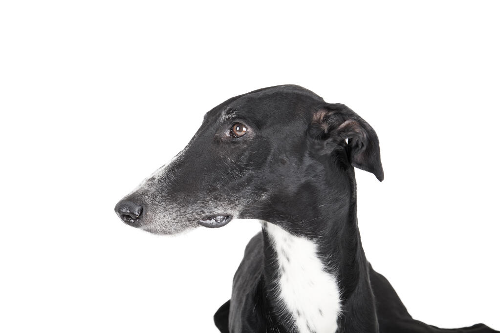 Greyhound Dogs Breed Information Omlet