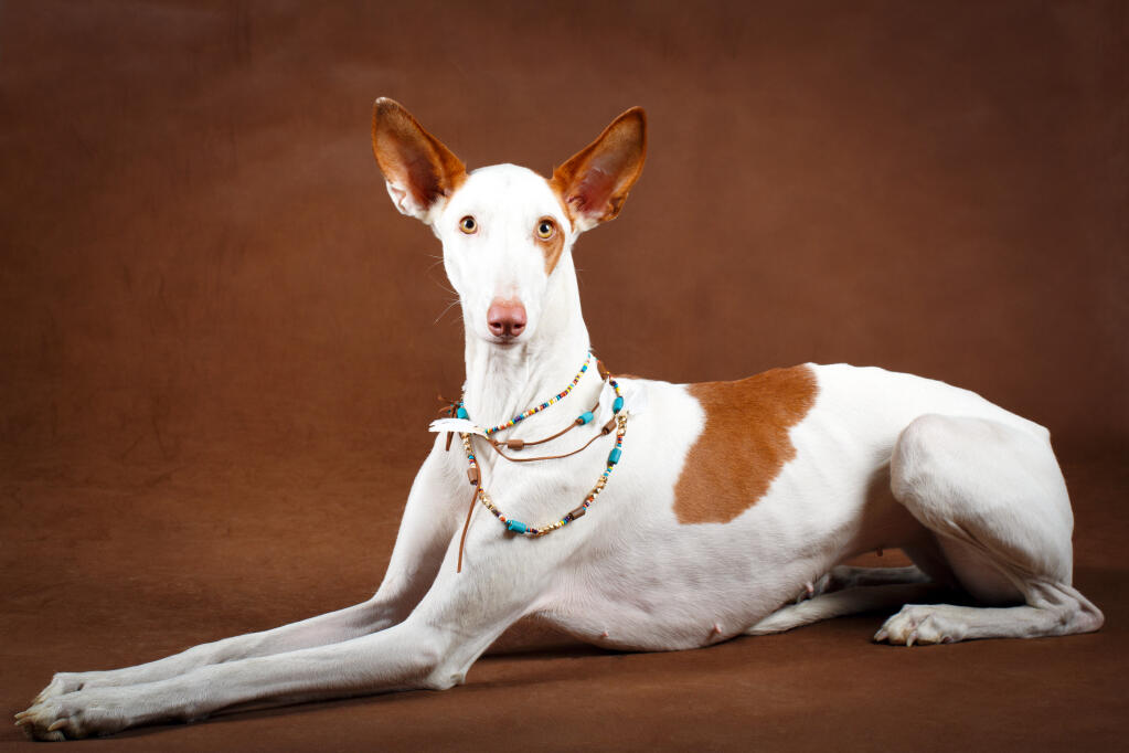 Ibizan Hound | Dogs | Breed Information | Omlet